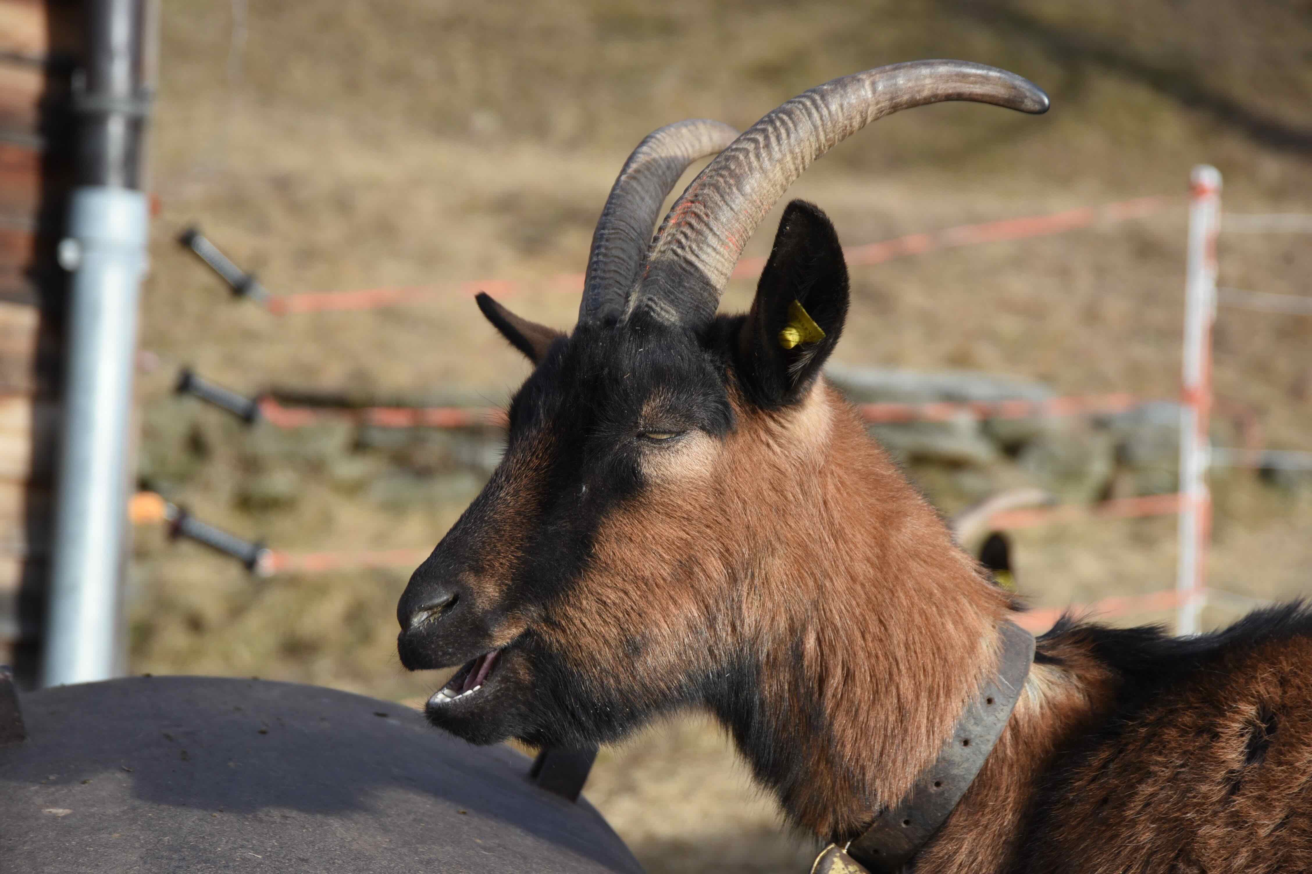 Gründung des Vereins